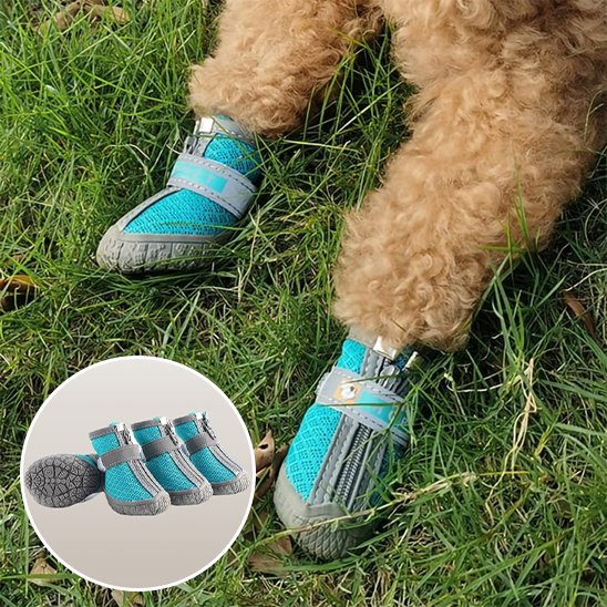 chaussure chien