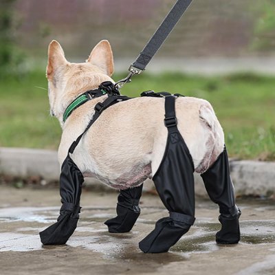 Chaussures chien