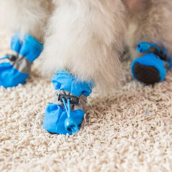 Chaussures chienâ