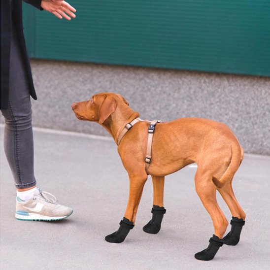 Chaussures chien
