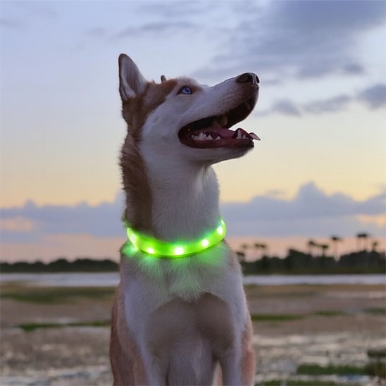 Collier lumineux chien