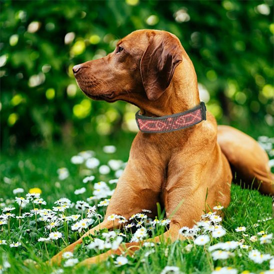 Collier lumineux chien