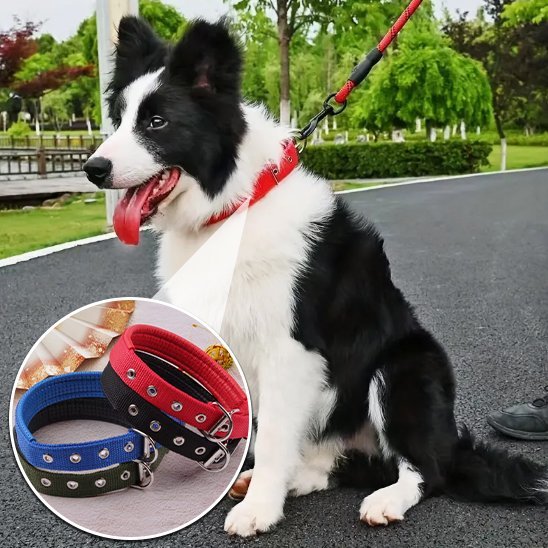 Collier pour chien