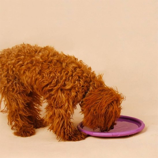 Jouet chien