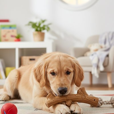 Jouet pour chien
