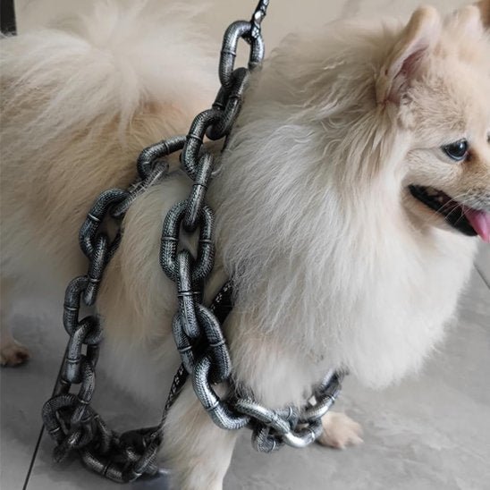 Laisse chien