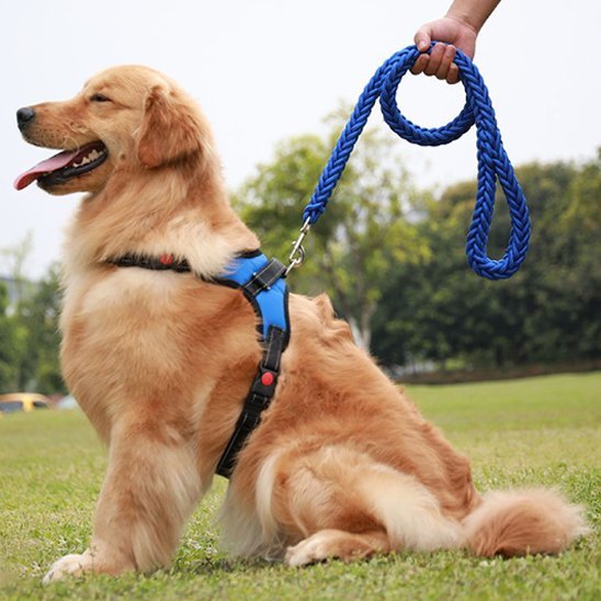 Laisse chien