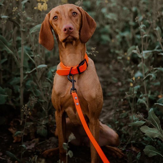 Laisse pour chien