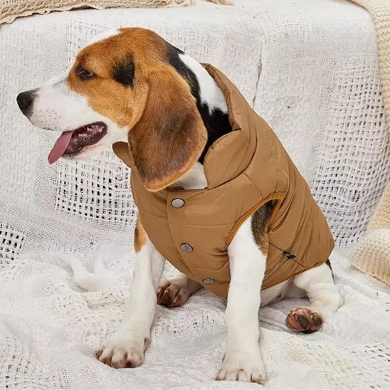 Manteau pour chien