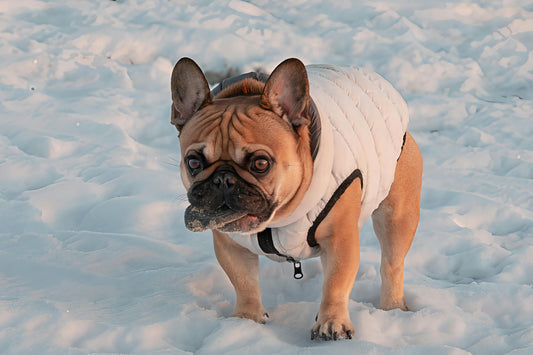 Manteau pour Chien: Confortable