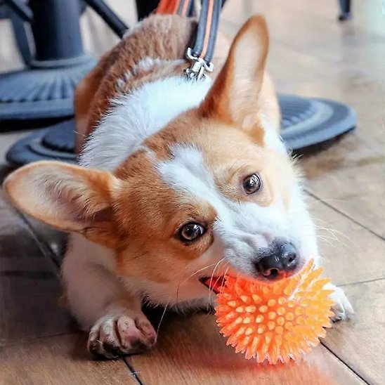 Balle pour Chien