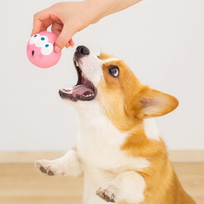 Balle pour Chien
