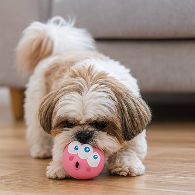 Balle pour Chien