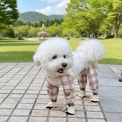 Bottes pour Chien