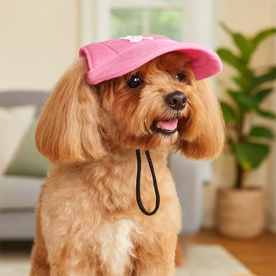 Casquette chien
