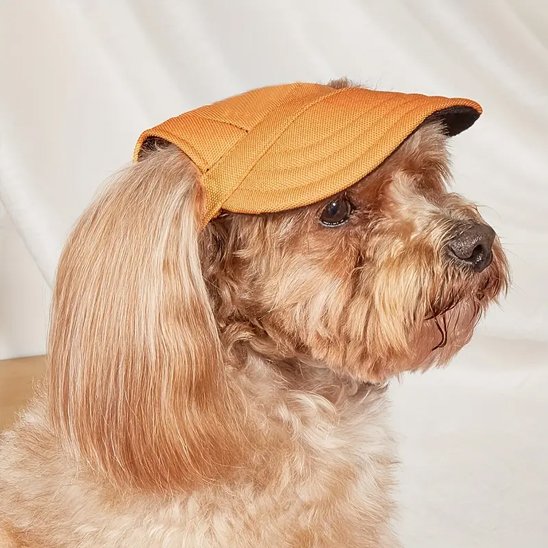 Casquette chien​