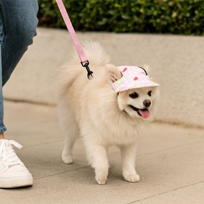 Casquette chien​