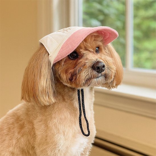 Casquette chien