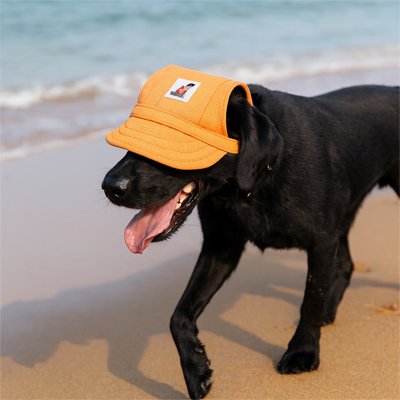 Casquette chien​