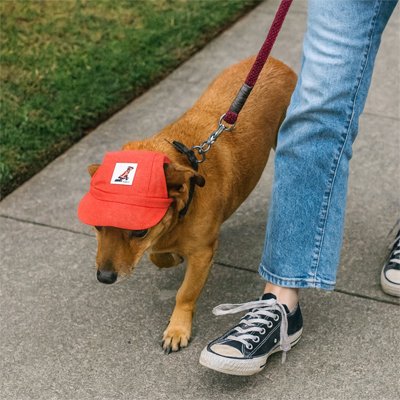 Casquette chien​