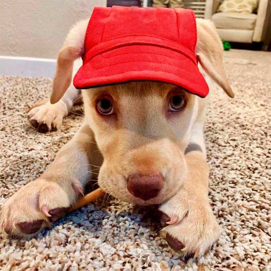 Casquette chien​