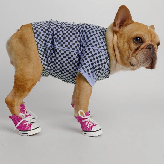 Chaussure Chien
