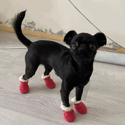 chaussure chien