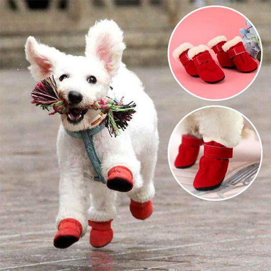 chaussure chien