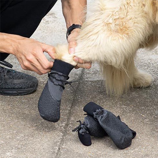 Chaussure Chien