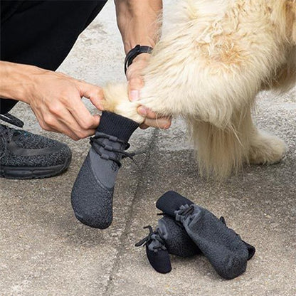 Chaussure Chien