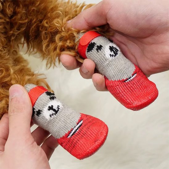 chaussure chien