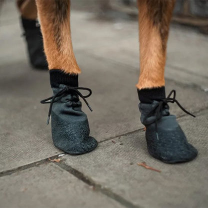 Chaussure Chien