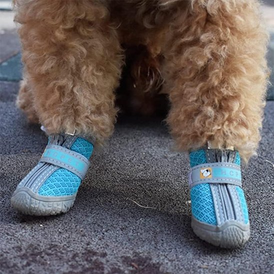 chaussure chien