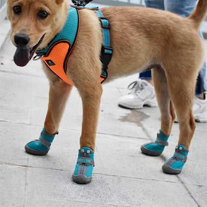 chaussure chien