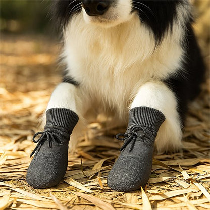 Chaussure Chien