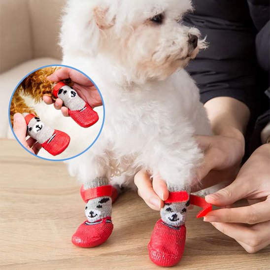 chaussure chien