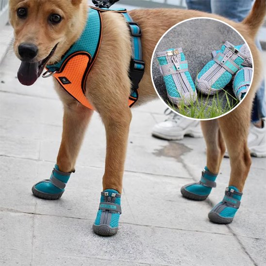 chaussure chien