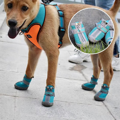 chaussure chien