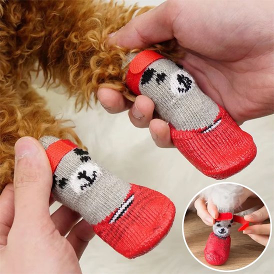 chaussure chien