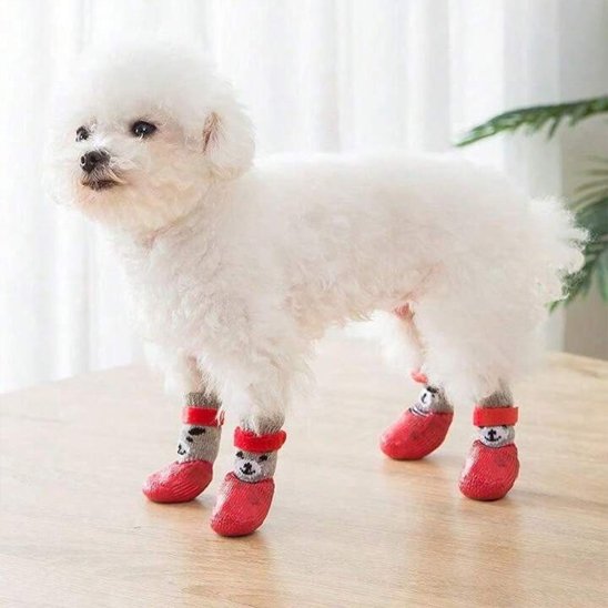 chaussure chien