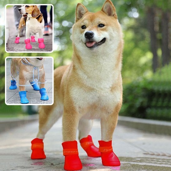 chaussure chien