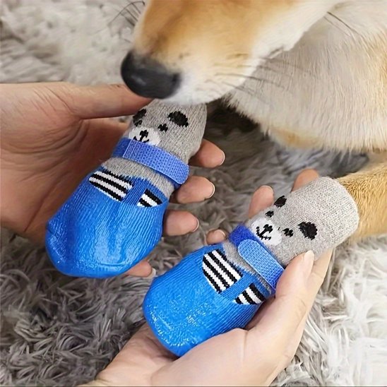 chaussure chien