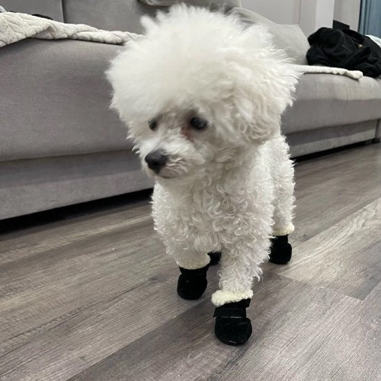 chaussure chien