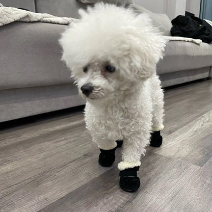 chaussure chien