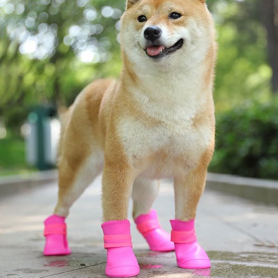 chaussure chien