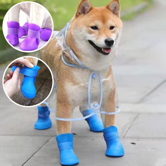 chaussure chien