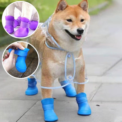 chaussure chien