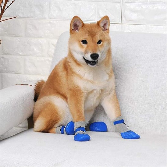 chaussure chien
