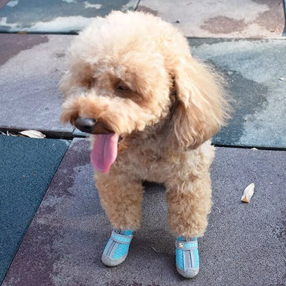 chaussure chien