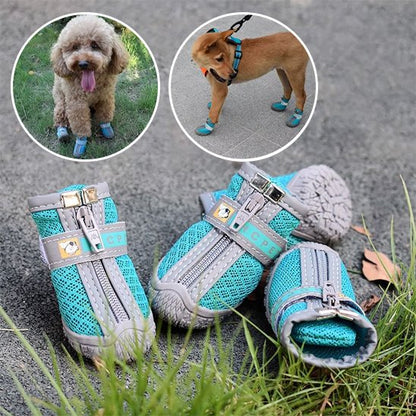 chaussure chien